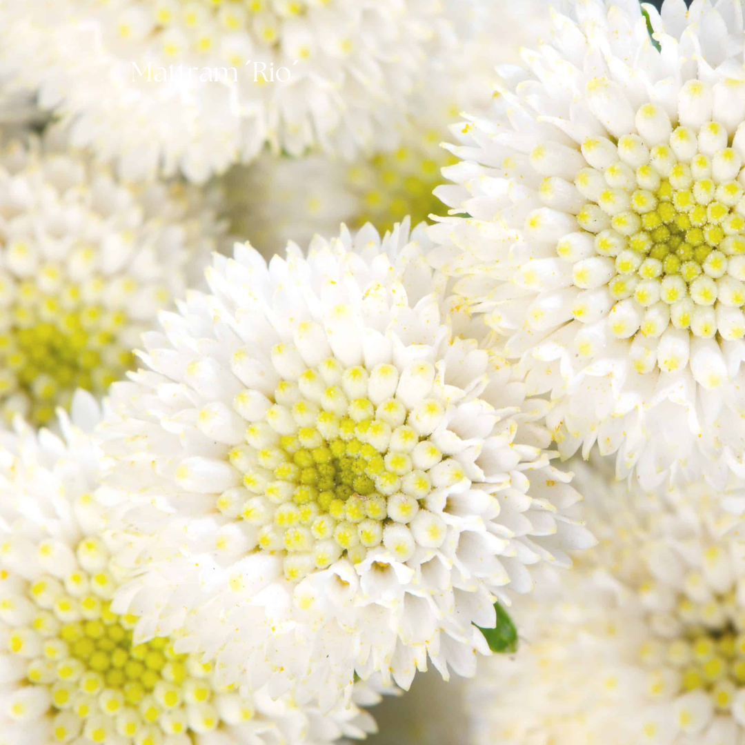 Mattram Frö ´Rio´ NYHET!