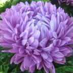 Aster Frö ´Milady Lilac´