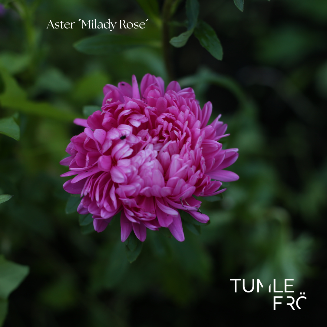 Aster Frö ´Milady Rose´