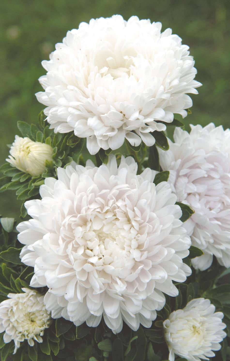 Aster Frö ´Milady White´