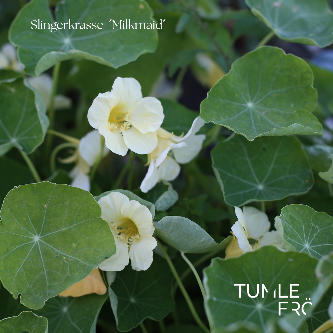 Slingerkrasse Frö ´Milkmaid´