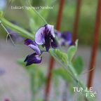 Luktärt Frö ´Spencer Nimbus´