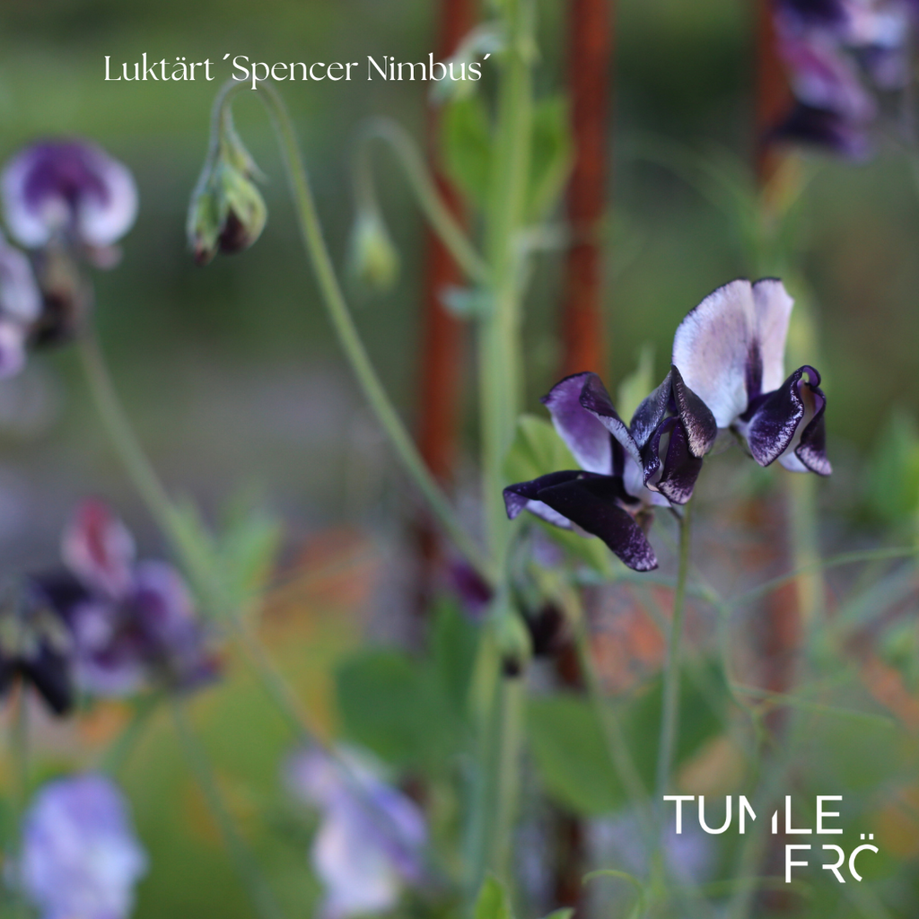 Luktärt Frö ´Spencer Nimbus´