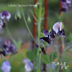 Luktärt Frö ´Spencer Nimbus´