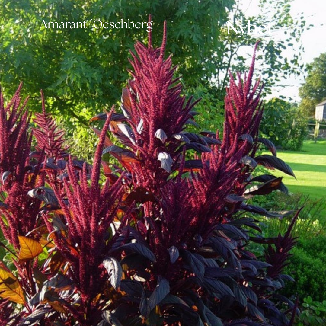 Amarant Frö ´Oeschberg´ NYHET!