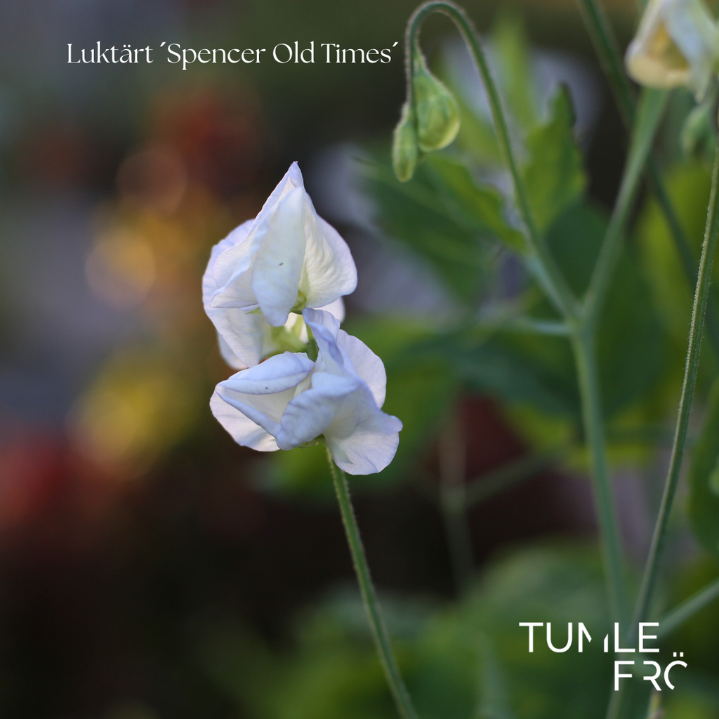 Luktärt Frö ´Spencer Old Times´