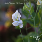 Luktärt Frö ´Spencer Old Times´