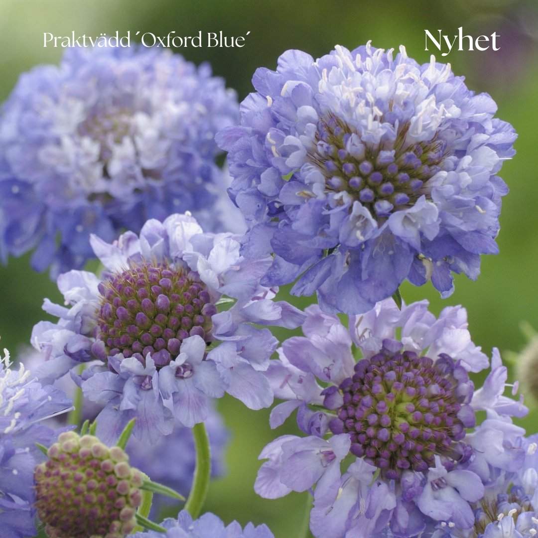 Praktvädd Frö ´Oxford Blue´ NYHET!