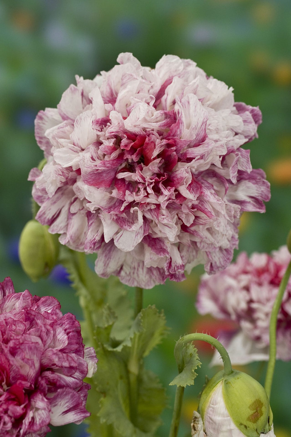 Pionvallmo ´Flemish Antique Peony´