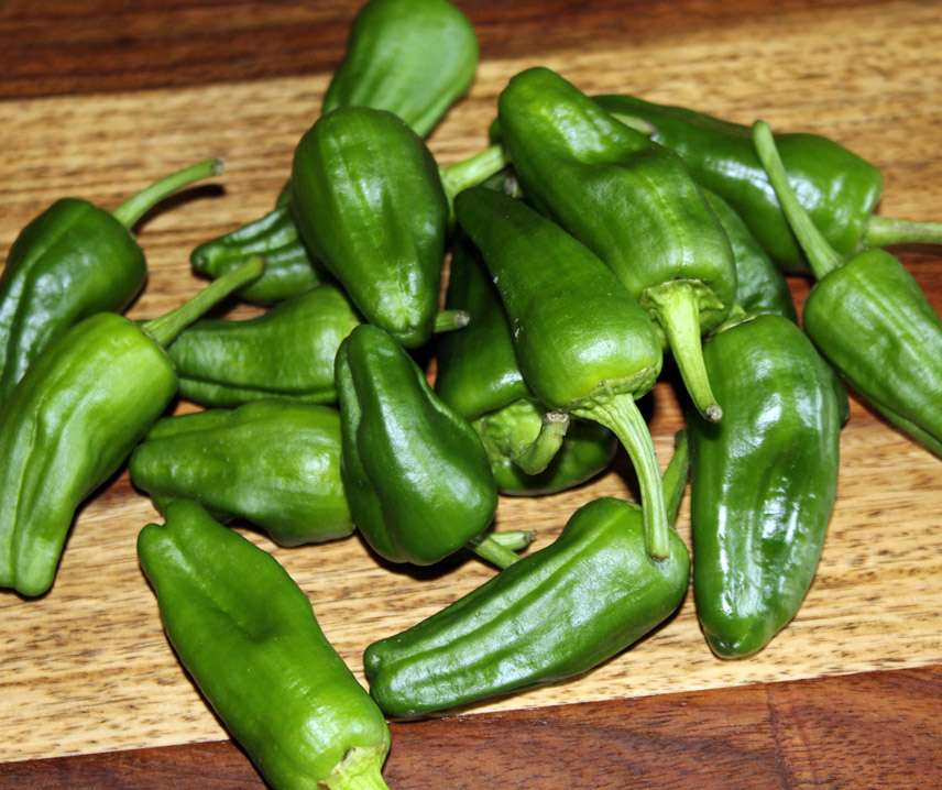 Chili ´Padron´