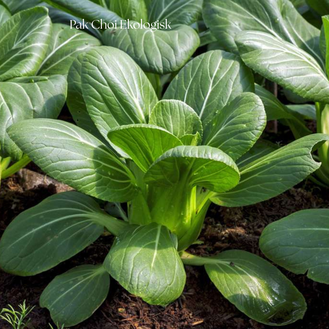 Pak Choi Frö Ekologisk