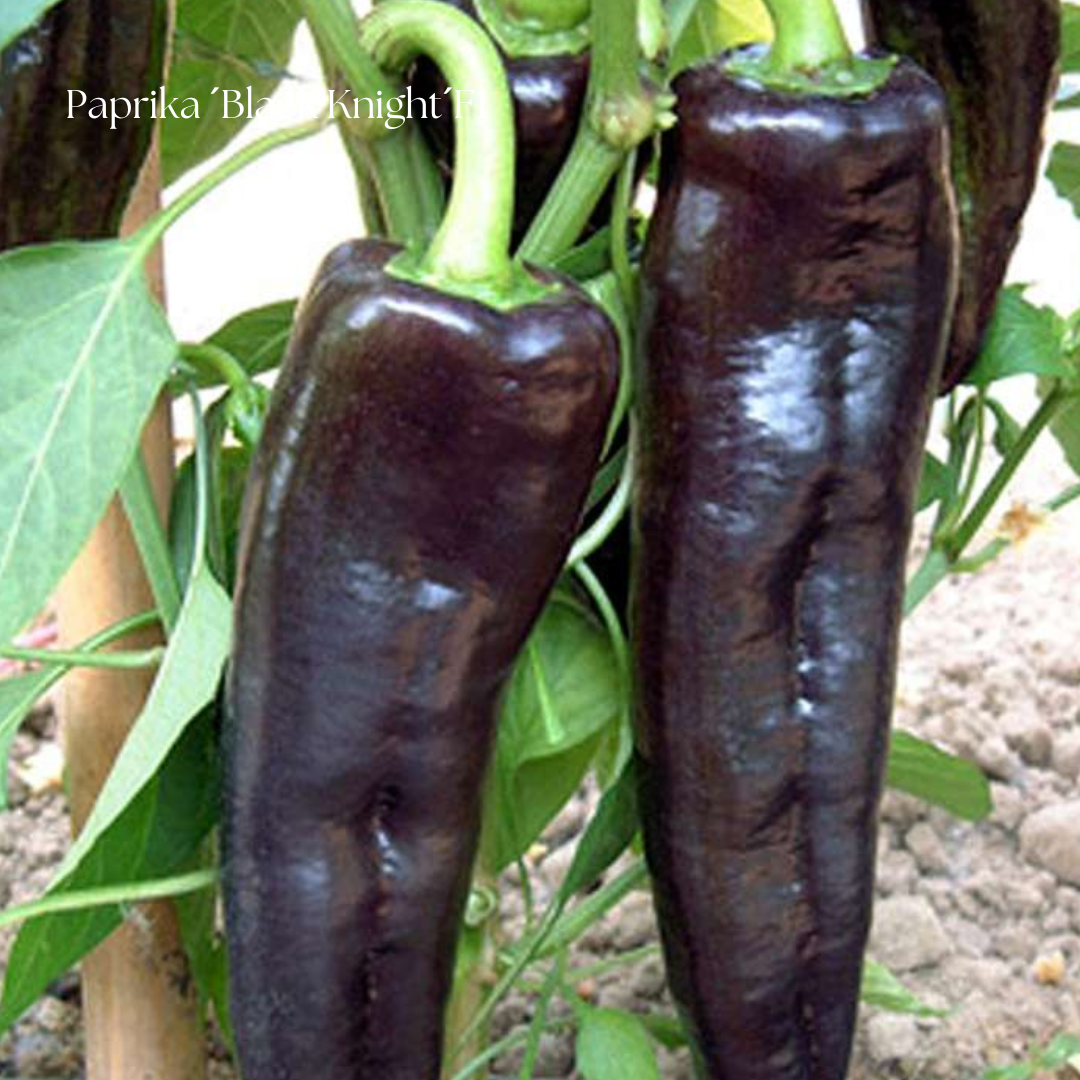 Paprika Frö ´Black Knight´F1