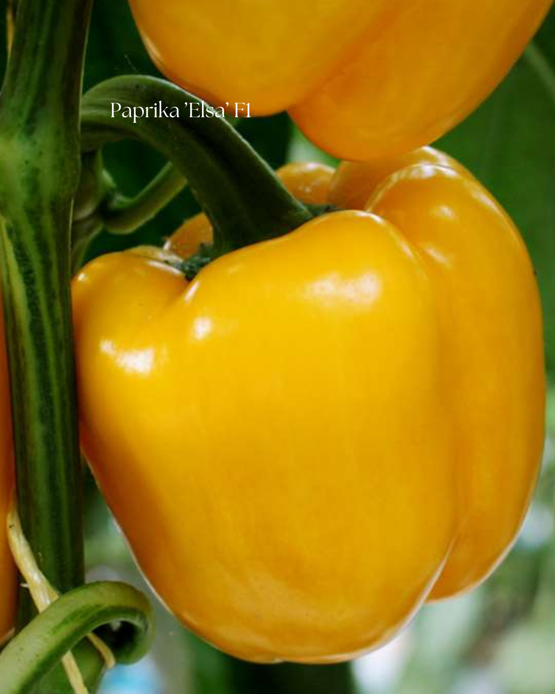 Paprika Frö ’Elsa’ F1