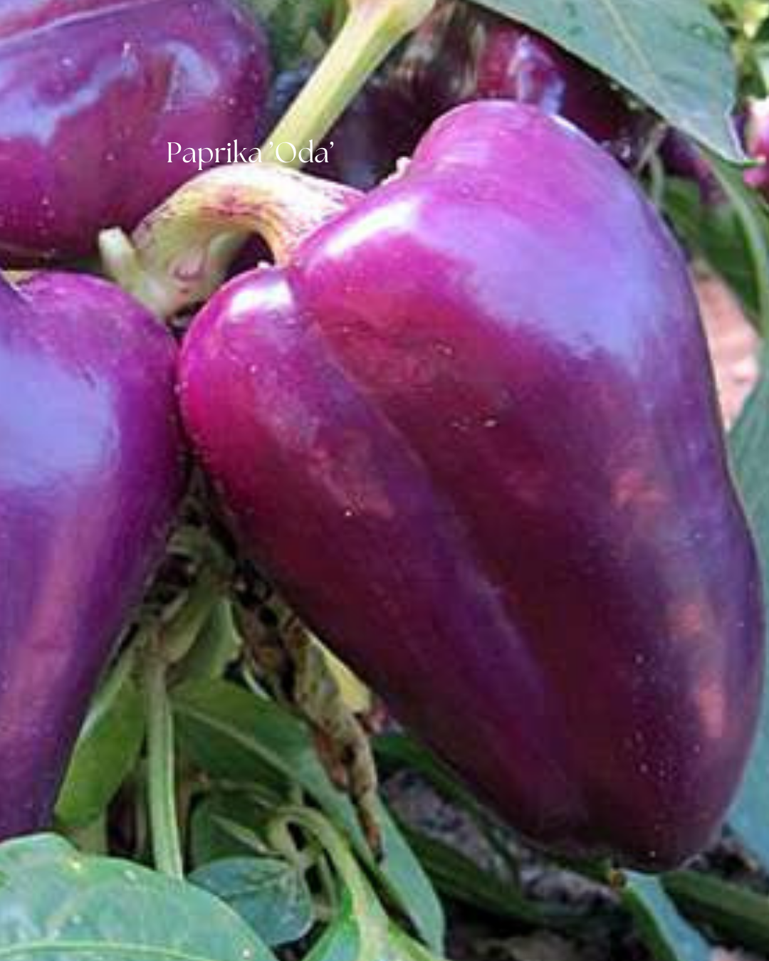 Paprika Frö ’Oda’