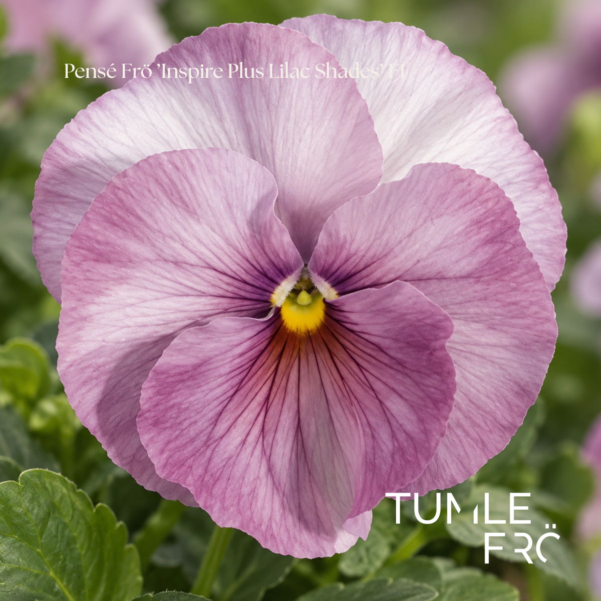 Pensé Frö ’Inspire Plus Lilac Shades’ F1 NYHET!