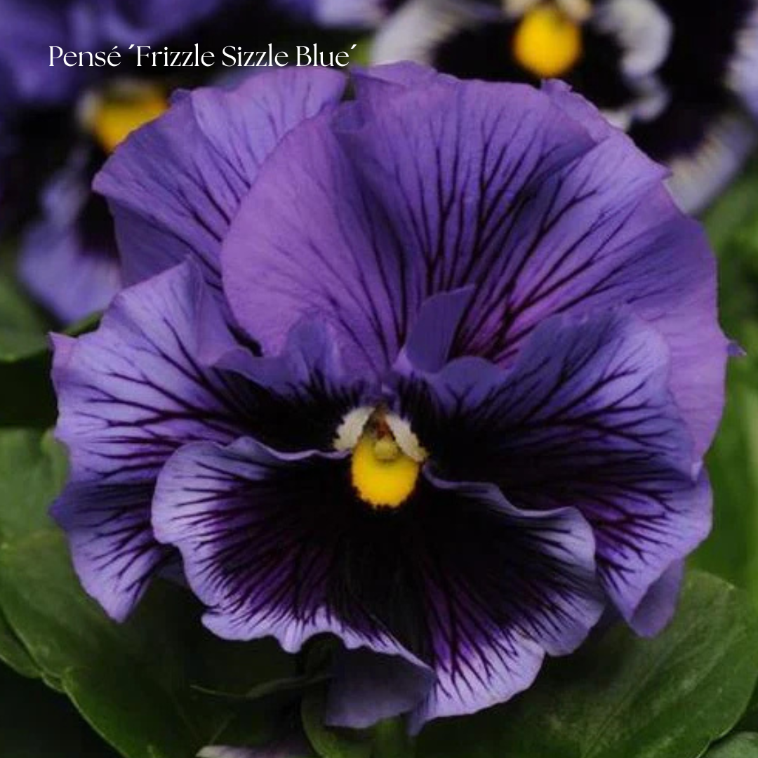 Pensé Frö ´Frizzle Sizzle Blue´