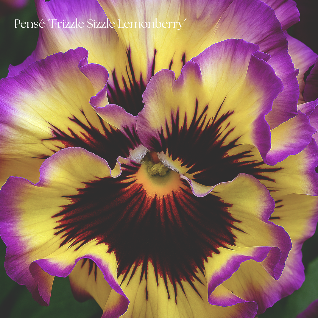 Pensé Frö ´Frizzle Sizzle Lemonberry´