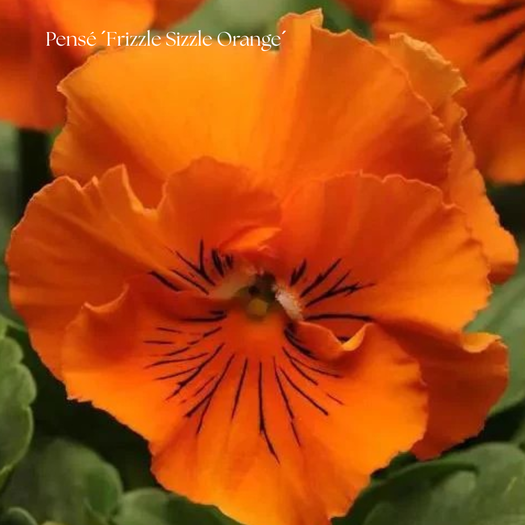 Pensé Frö ´Frizzle Sizzle Orange´