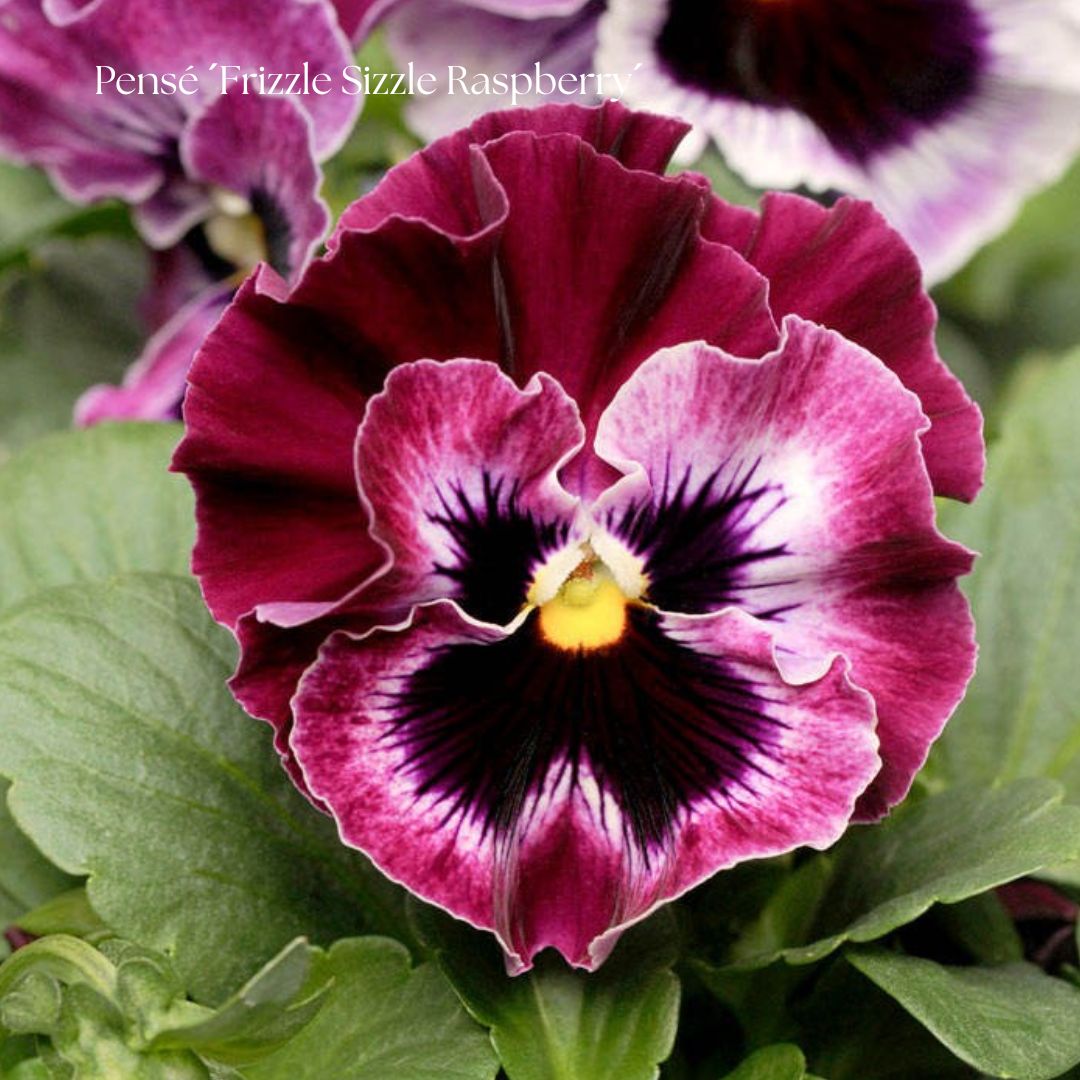 Pensé Frö ´Frizzle Sizzle Raspberry´