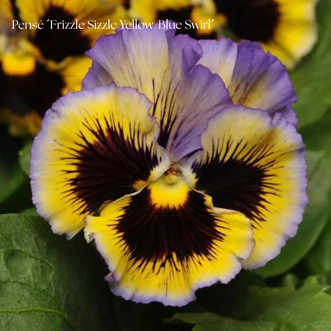 Pensé Frö ´Frizzle Sizzle Yellow/Blue Swirl´