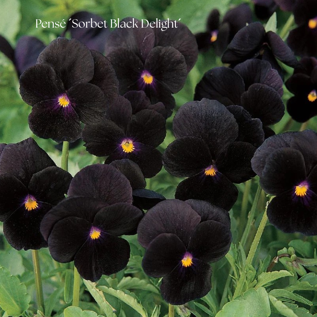 Pensé Frö ´Sorbet Black Delight´