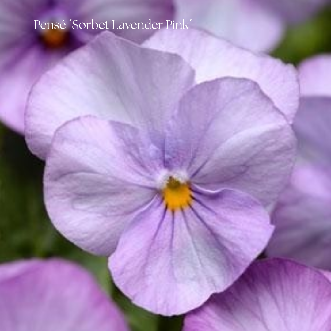 Pensé Frö ´Sorbet Lavender Pink´