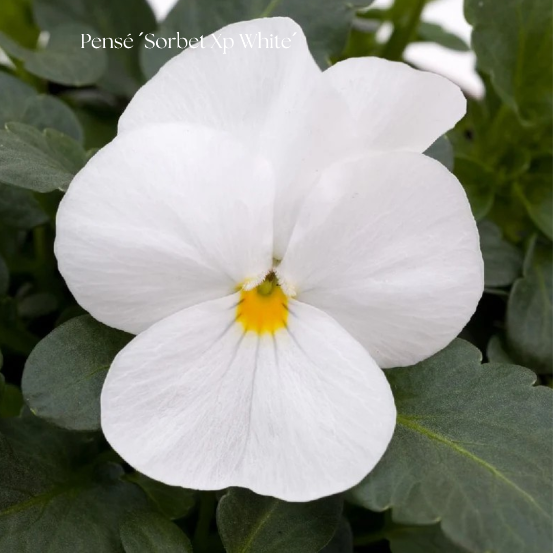 Pensé Frö ´Sorbet Xp White´