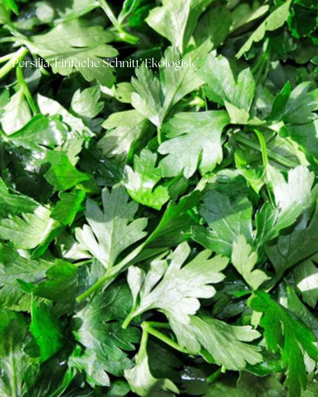 Persilja Frö ’Einfache Schnitt’ Ekologisk
