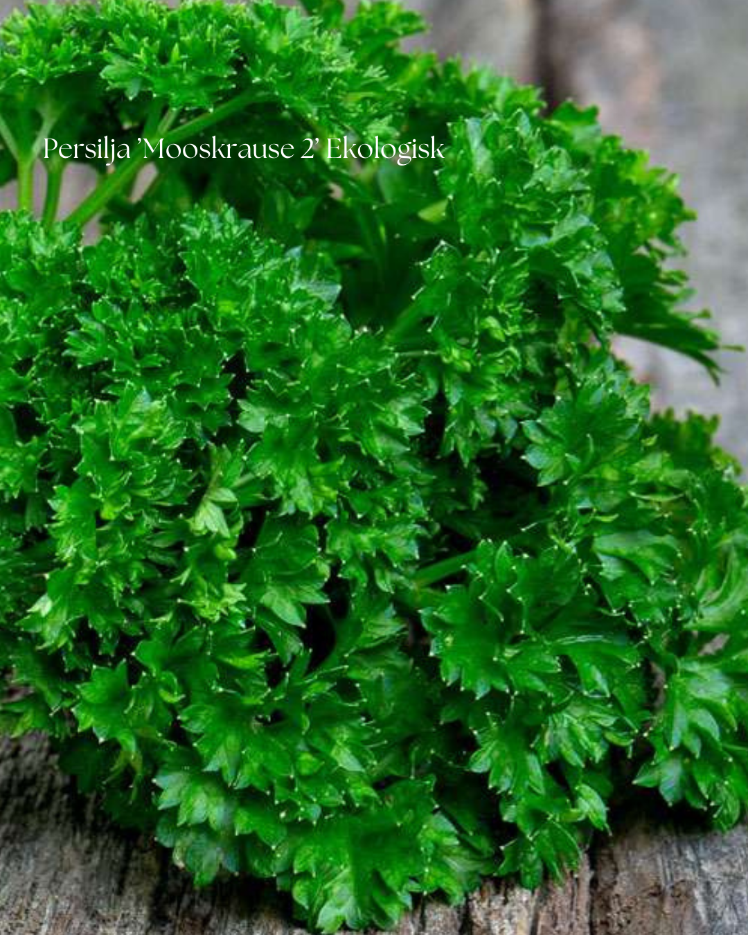 Persilja Frö ’Mooskrause 2’ Ekologisk