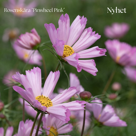 Rosenskära Frö ´Pinwheel Pink´