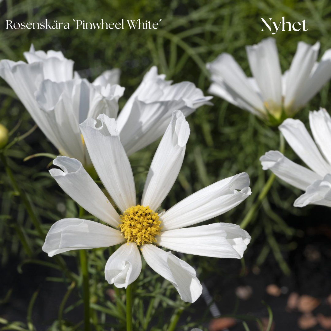Rosenskära Frö ´Pinwheel White´ NYHET!