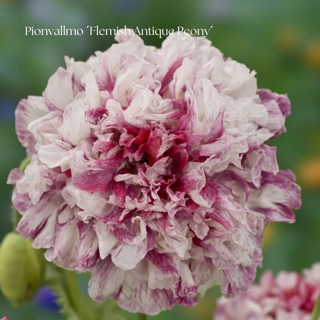 Pionvallmo Frö ´Flemish Antique Peony´