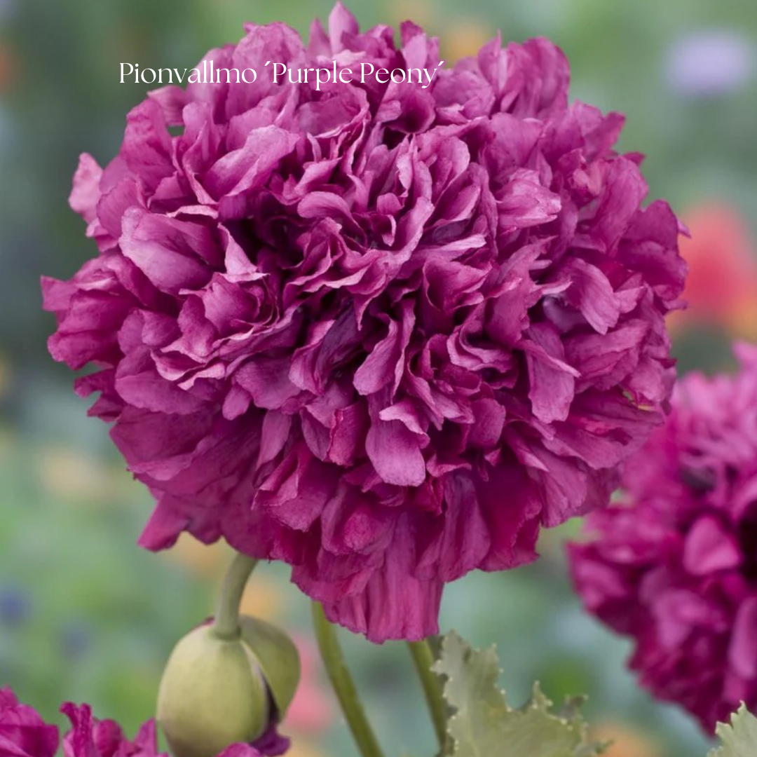 Pionvallmo Frö ´Purple Peony´