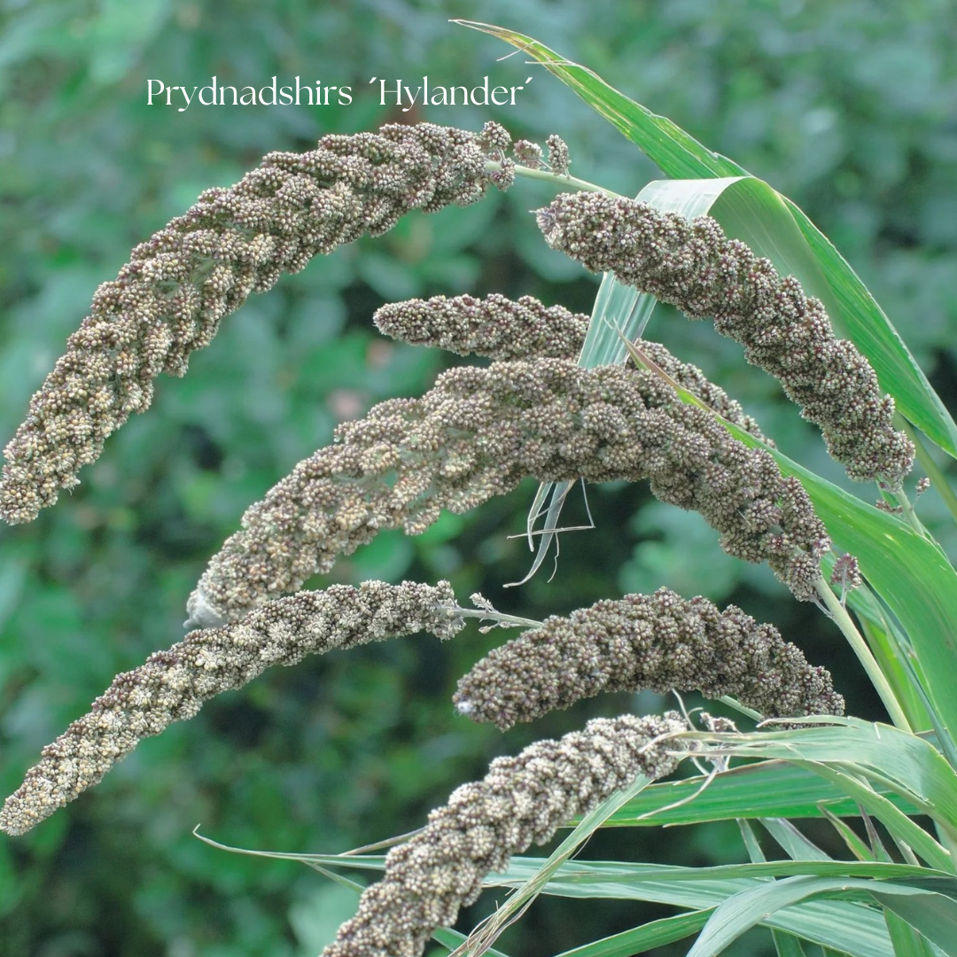 Prydnadshirs Frö ´Hylander´