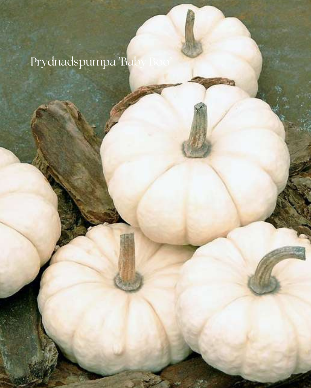 Prydnadspumpa Frö ’Baby Boo’