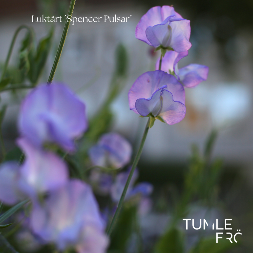 Luktärt Frö ´Spencer Pulsar´