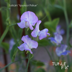 Luktärt Frö ´Spencer Pulsar´