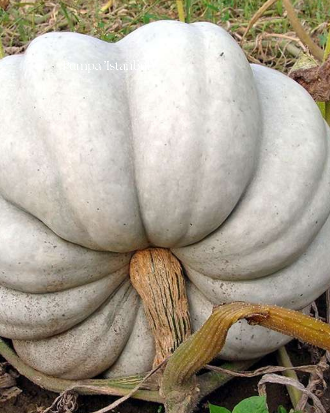 Pumpa Frö ’Istanbul’