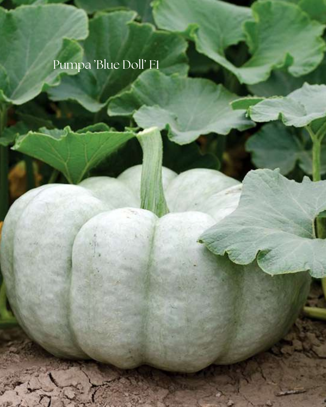 Pumpa Frö ’Blue Doll’ F1