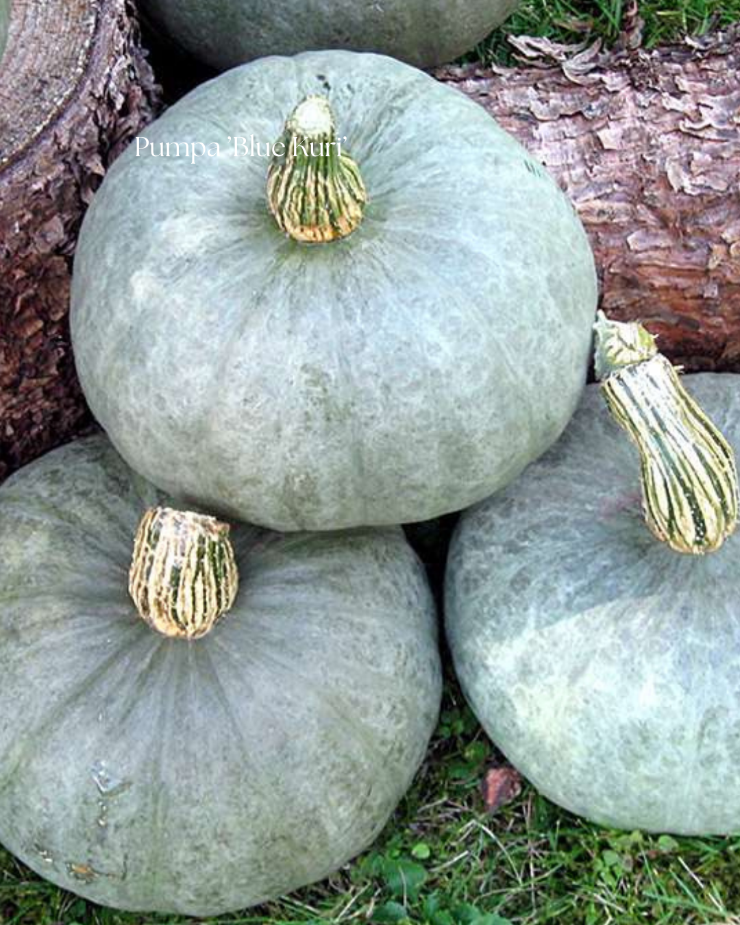 Pumpa Frö ’Blue Kuri’