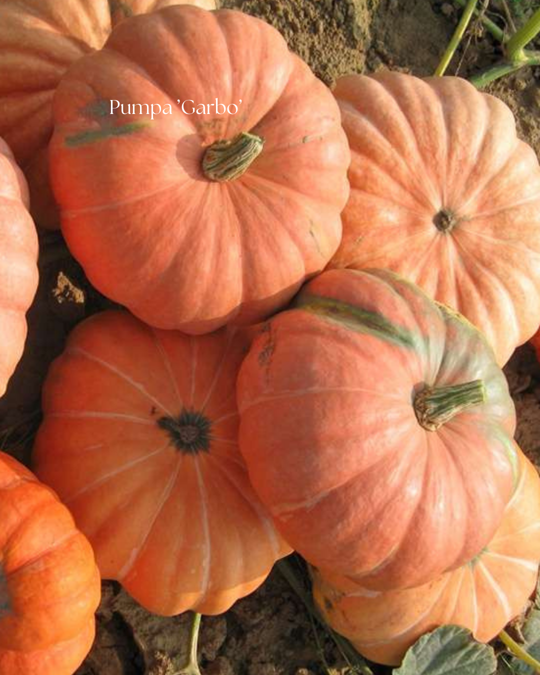 Pumpa Frö ’Garbo’