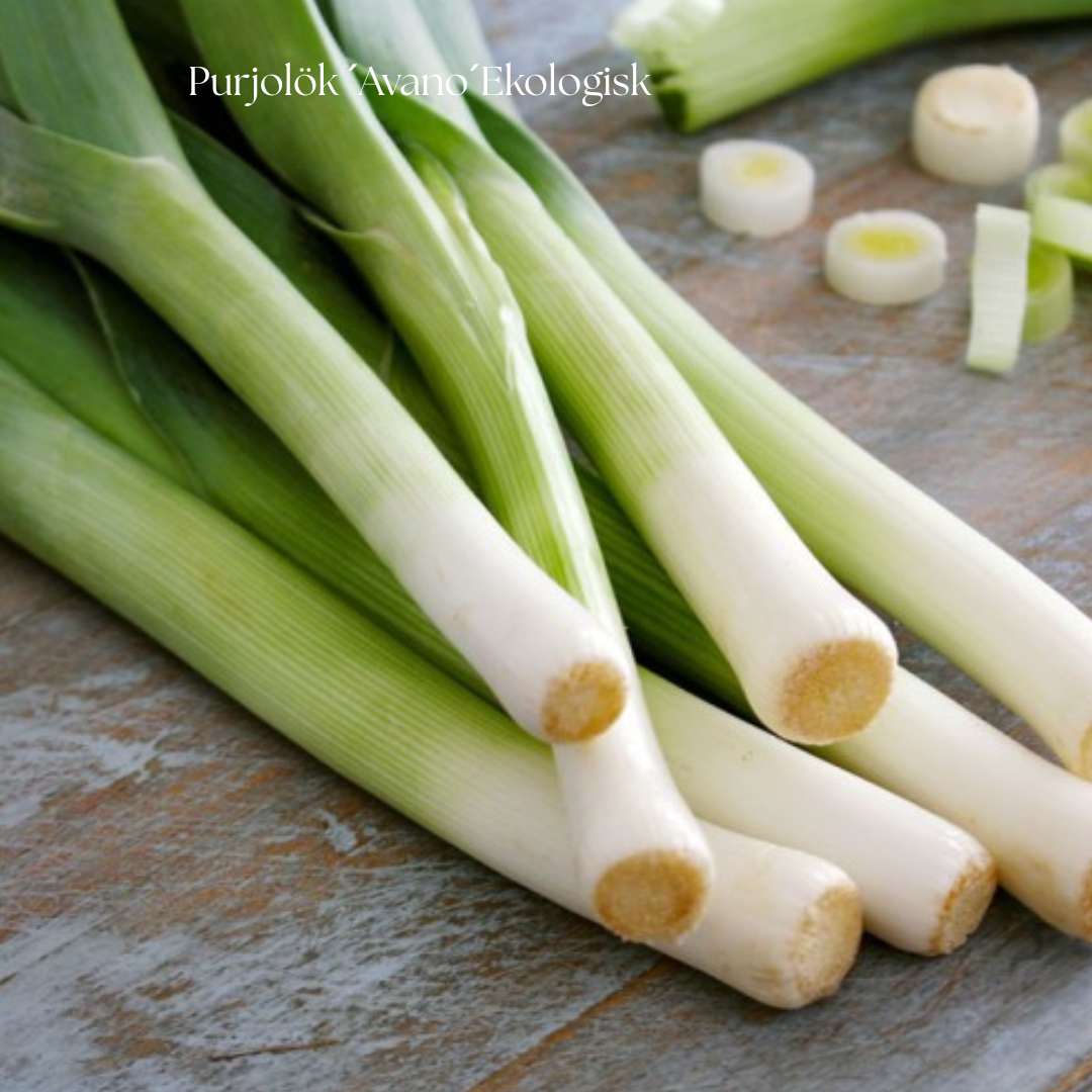 Purjolök Frö ‘Avano’ Ekologisk NYHET!