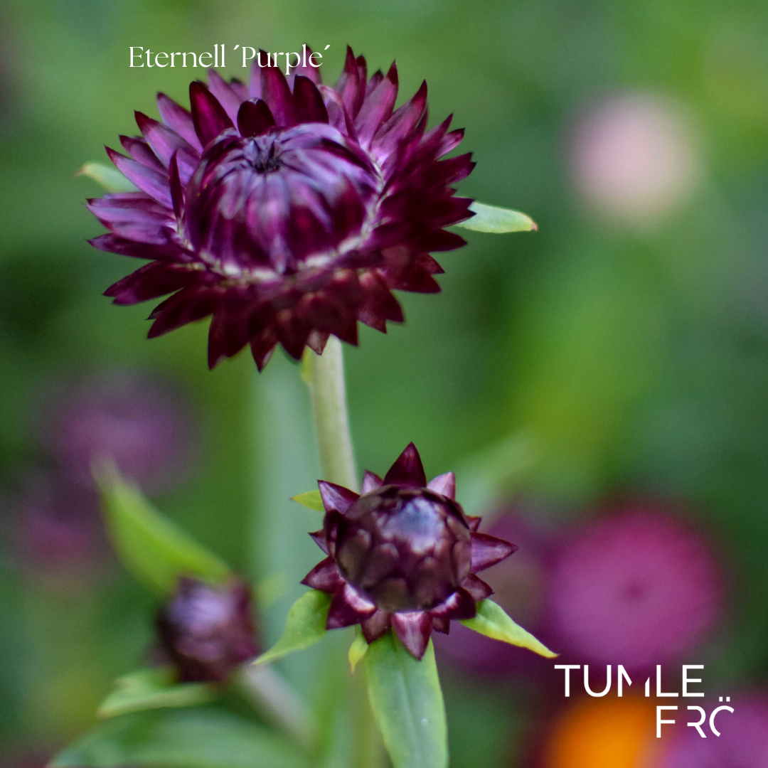 Eternell Frö ’Purple’ – Lila eterneller för torkning – Tumle Frö