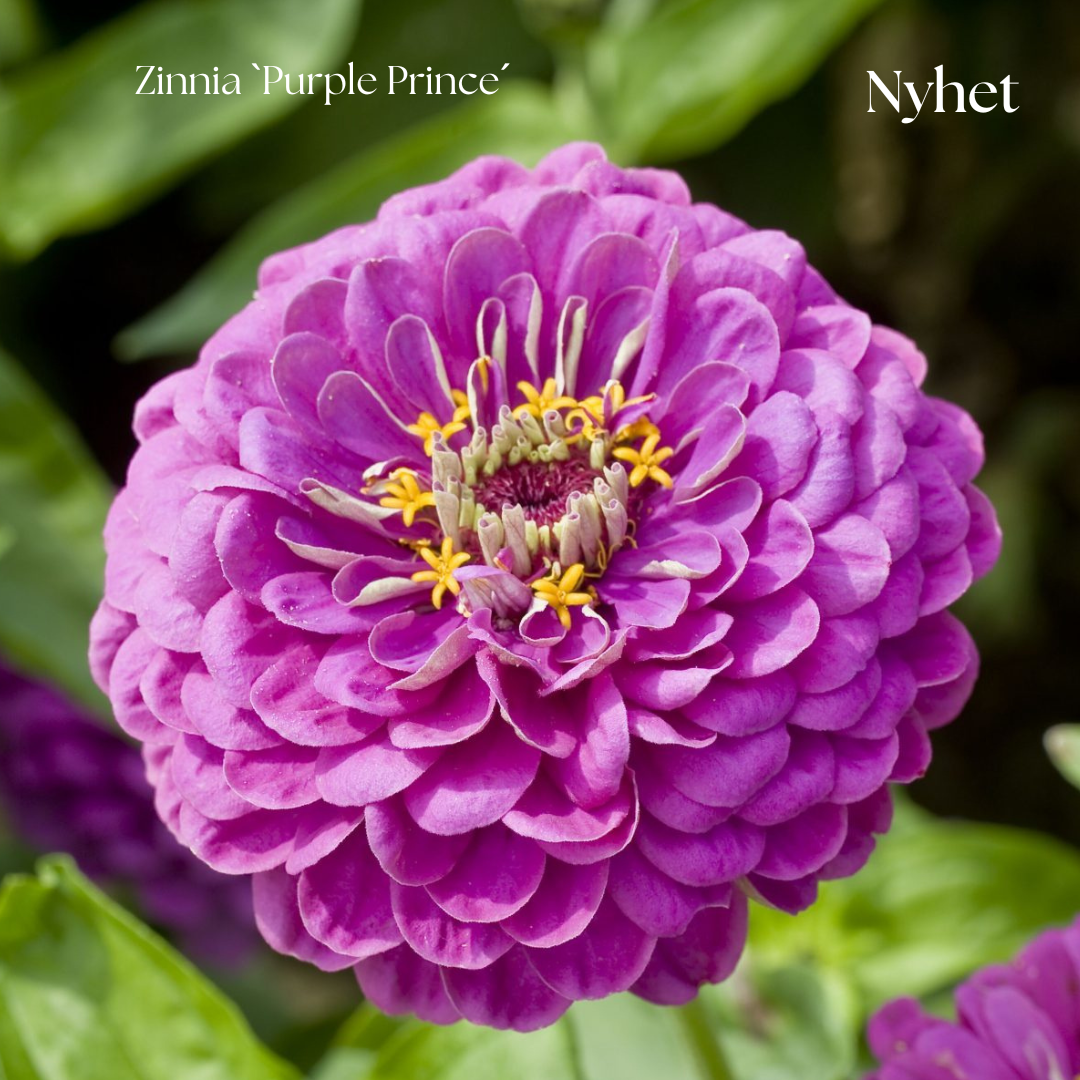 Zinnia Frö ´Purple Prince´ NYHET!