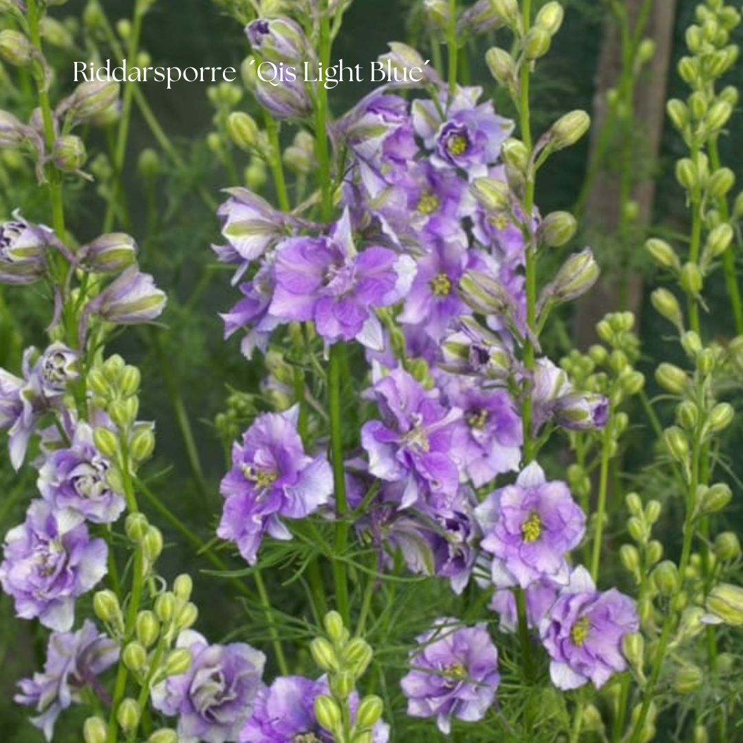 Riddarsporre Frö ´Qis Light Blue´ NYHET!