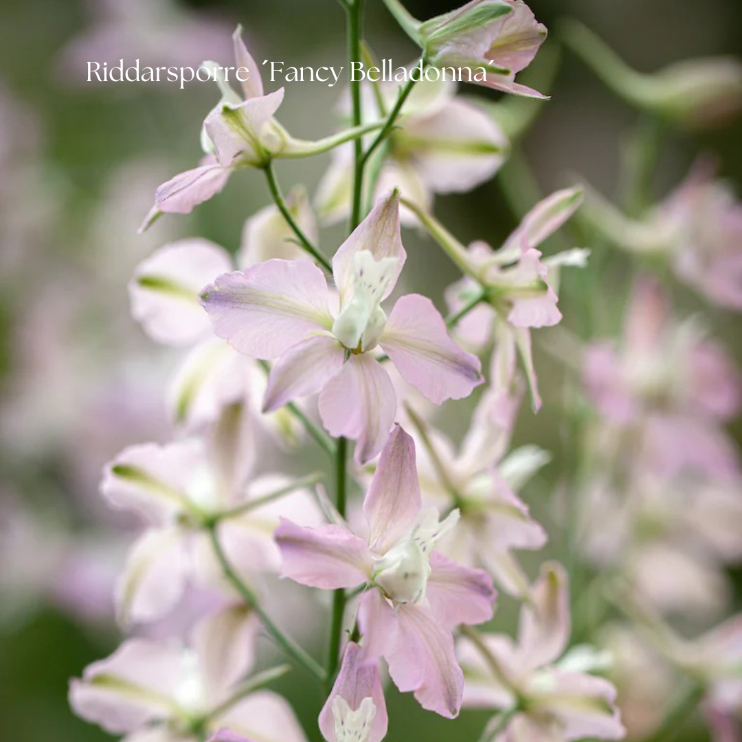 Riddarsporre Frö ´Fancy Belladonna´