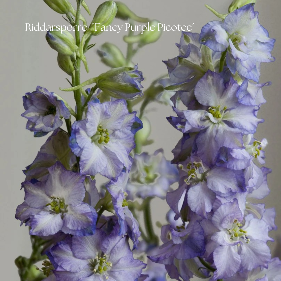 Riddarsporre Frö ´Fancy Purple Picotee´