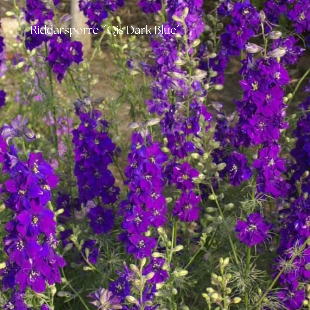 Riddarsporre Frö ’Qis Dark Blue’ NYHET!