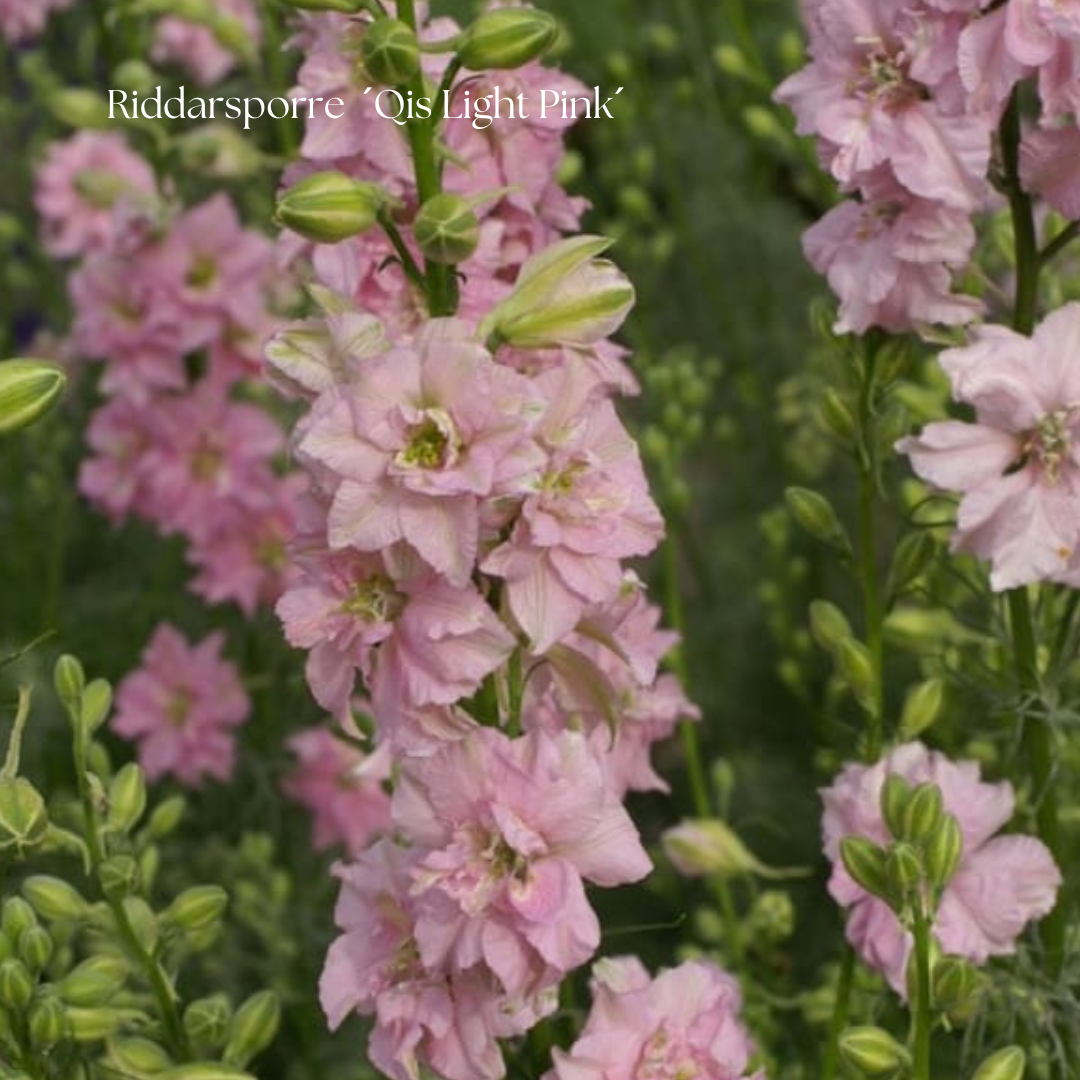 Riddarsporre Frö ’Qis Light Pink’ NYHET!