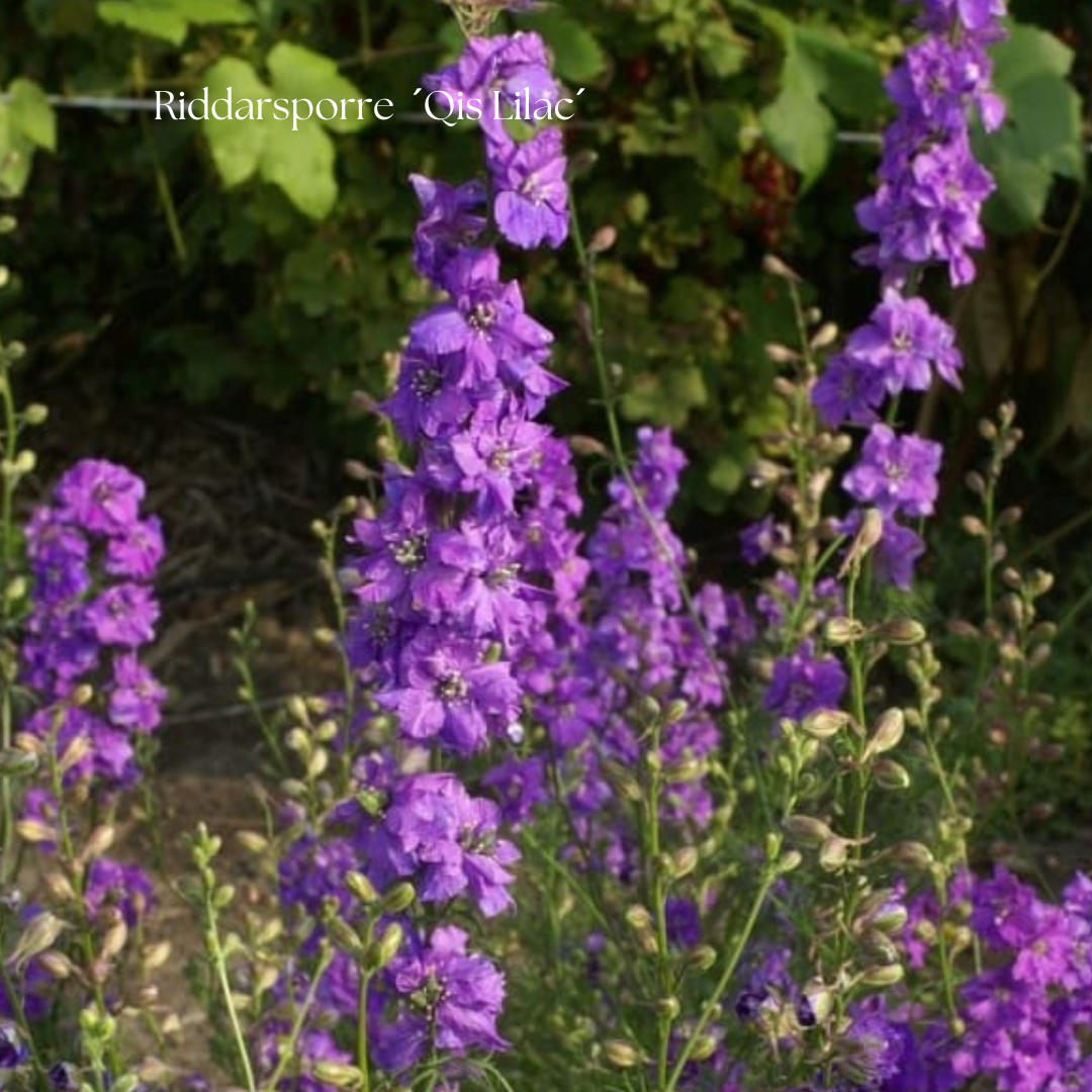 Riddarsporre Frö ´Qis Lilac´ NYHET!